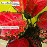 Aglaonema Maroon Beauty (Aglaonema Costatum) - Live Plant (Home & Garden)