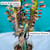 Euphorbia Trigona Red- Live Plant (Home & Garden)
