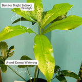 Philodendron Goeldi (Thaumatophyllum Spruceanum) - Live Plant In 5 Inch Pot (Home & Garden)