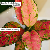 Aglaonema Red Angel / Chinese Evergreen (Aglaonema commutatum)- Live Plant in 10cm Pot