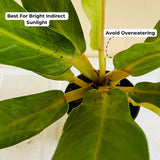 Philodendron Golden Melinonii Live Plant in 5 inch Pot (Home & Garden)