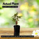 Longan (Diamond River, Layer) Fruit Plant(Dimocarpus longan)((Home & Garden)