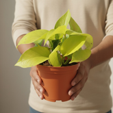 Golden Money Plant in 4 Inch Gower Pot (Epipremnum aureum) | Indoor Air Purifying Ornamental Live Plant | Easy to Grow | Ideal for Home, Office & Gifting