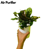 Calathea Makoyana - Live Plant (Home & Garden)