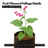 Coral Vine Pink / Antigonon pink Live Plant (Home & Garden)