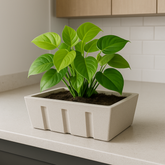 Kitchen Garden Planter Rotomolded Pots for Home & Garden (Pack of 1)