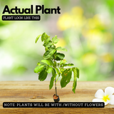 Lagerstroemia speciosa |Pride of India(Avenue Tree) Live Plant (Home & Garden)