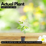 Tabebuia rosea|Tabebuia rosea(Avenue Tree) Live Plant (Home & Garden)