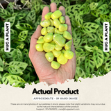 Pista Green Painted Pebbles for Decoration |Garden|Table|Terrariums| Home Decor|Vase Fillers