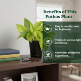 Golden Money Plant, Golden Pothos (Epipremnum Aureum) In Self-watering Pot | Live Indoor Plant for Positive Vibes | Air-Purifying & Decorative Plant for Home and Office (Pot Colour May Vary)