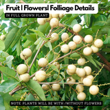 Longan White Fruit / Dragon's Eye (Dimocarpus longan)White Fruit Live Plant (Home & Garden)