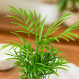 Bamboo Palm | Chamaedorea Palm Live Indoor Air Purifier Plant in 4 Inch Self Watering Pot | Perfect for Home & Office Décor (Pot Colour May Vary)