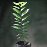 Rumdul Fruit (Sphaerocoryne Affinis) Seedling Fruit Plant (Home & Garden Plants)