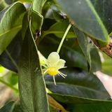 Cuban Mangosteen Fruit (Garcinia Aristata) Seedling Fruit Plant (Home & Garden Plants)