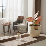 Aglaonema Pink Anjamani Live Plant in Verona 15cm Eco Planter (Cream) | Indoor Air-Purifying Decorative Plant | Low-Maintenance | Ideal for Home & Office Décor