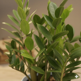 Green ZZ Plant (Zamioculcas zamiifolia) in Krish 18cm (7 Inch) Self-watering Pot | Indoor Air-Purifying | Low-Maintenance | Ideal for Home & Office Décor (Pot colour may vary on availability)