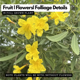 Tabebuia Argentea (Silver Trumpet Tree) Avenue Trees Live Plant (Home & Garden)