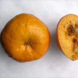 Sundrop Fruit (Eugenia Victoriana) Seedling Fruit Plant (Home & Garden Plants)