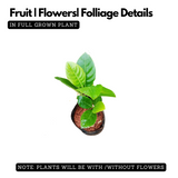 EVIARC The Sweetest Jackfruit Plant Budded Fruit Plant (Home & Garden Plants)