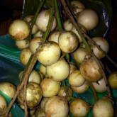 White Rambai (Baccaurea Motleyana) Seedling Fruit Plant (Home & Garden Plants)
