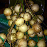 White Rambai (Baccaurea Motleyana) Seedling Fruit Plant (Home & Garden Plants)