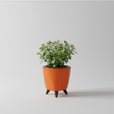 Jade Plant (Crassula ovata) in Lagos 13 cm Pot | Indoor Succulent | Good Luck & Air Purifying Live Plant for Home & Office Décor (Pot Colour May Vary)