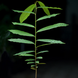 Kriel Fruit Plant (Home & Garden Plants)