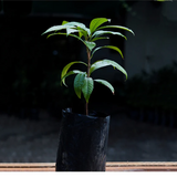 Green sapote (Pouteria Viridis) Seedling Fruit Plant (Home & Garden Plants)