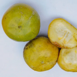 White Sapote Fruit (Casimiroa Edulis) Seedling Fruit Plant (Home & Garden Plants)