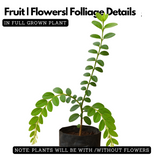 Seetharmudi / Arbudhanashini Live Plant (Home & Garden)