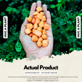 Orange Painted Pebbles for Decoration |Garden|Table|Terrariums| Home Decor|Vase Fillers