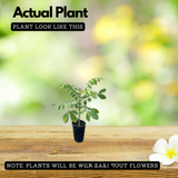 Spathodea |Spathodea campanulata (Avenue Tree)Live Plant (Home & Garden)