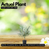 Bismarckia Nobilis | Bismarck Palm Live Plant (Home & Garden)