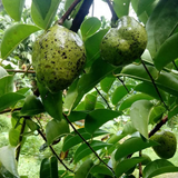 Pond Apple (Annona Glabra) Seedling Fruit Plant (Home & Garden Plants)