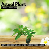 Fiddlewood Tree | Brindhavan Champa (Avenue tree) Live Plant (Home & Garden)