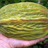 Mocambo Fruit (White Cacao) (Theobroma Bicolor) Seedling Fruit Plant (Home & Garden Plants)