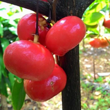 Lanceleaf Garcinia (Garcinia gracilis) Seedling Fruit Plant (Home & Garden Plants)
