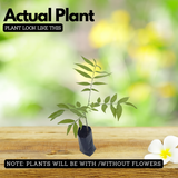 Soapnut / Ritha / Tree( Avenue Trees)Live Plant (Home & Garden)