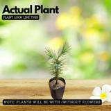 Chir Pine Tree (Avenue Tree) Live Plant (Home & Garden)