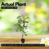 Cassia Javanica / Pink Shower (Avenue Tree) Live Plant (Home & Garden)