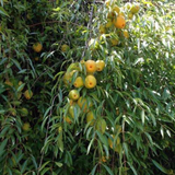 Ubajai Fruit (Eugenia Myrcianthes) Seedling Fruit Plant (Home & Garden Plants)