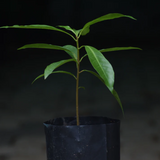 Ross Sapote (Pouteria SP) Seedling Fruit Plant (Home & Garden Plants)