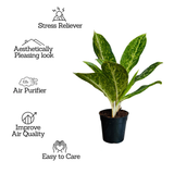 Aglaonema Butterfly (Aglaonema commutatum) Live Plant (Home & Garden)