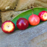 Red Nance Fruit (Byrsonima Crassifolia) Seedling Fruit Plant (Home & Garden Plants)