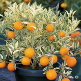 Bush Orange Variegated Plant(Citrus reticulata 'Variegata')(Home & Garden)
