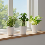 Lucky Plant Combo – Jade, Money Plant & Lotus Bamboo | 3 Live Indoor Plants in Krish 10cm Self-Watering Pots | Feng Shui & Vastu Good Luck Plants for Home & Office Décor (Pot Colour May Vary)