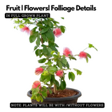 Powder Puff Red /Caliandra Red Live Plant (Home & Garden)