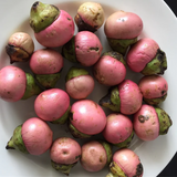 Engkala Fruit (Litsea Garciae) Seedling Fruit Plant (Home & Garden Plants)