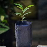 Lolly Berry Fruit (Salacia Chinensis) Seedling Fruit Plant (Home & Garden Plants)