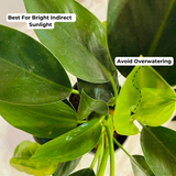 Philodendron Imperial Green - Live Plant (Home & Garden)